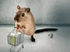 Hamsterkäufe