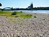Vielen Flüssen geht das Wasser aus. Das hat auch Auswirkungen auf die Industrie. Das Bild zeigt den Rhein bei Niedrigwasser.
